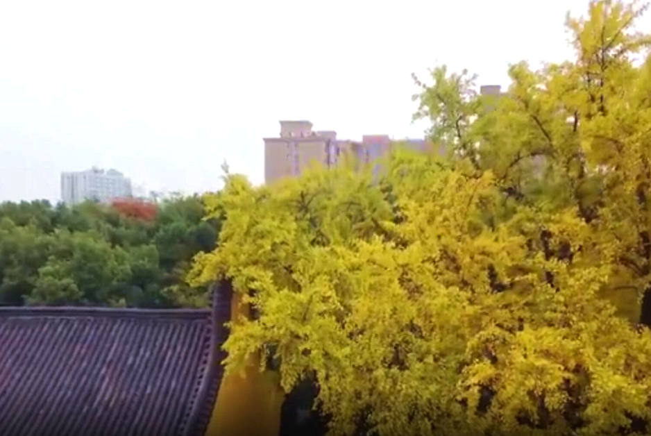 “最美银杏树王”矗立千年